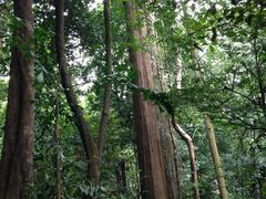 -武吉知马自然保护区