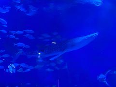 -烟台海昌鲸鲨海洋公园