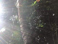 -呀诺达热带雨林