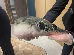 -鲐赏河豚(长寿店)