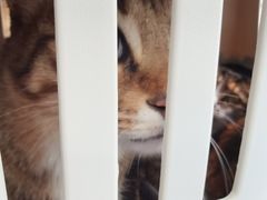 -创凡宠物医院·骨专科  猫科中心(西乡分院)