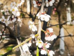 -北京鹫峰国家森林公园