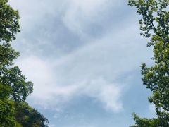 -王顺山国家森林公园