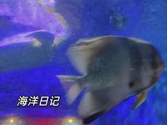 -北国之春国宴(乌兰察布店)