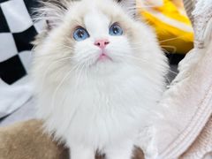 -袖虎·猫馆(体育西路店)