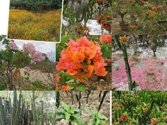-松山湖梦幻百花洲