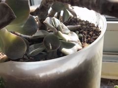 -中环花鸟鱼虫市场