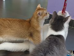 -十年猫舍·猫咪专门店(普陀店)