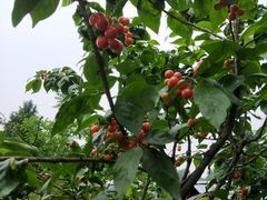 -樱桃山旅游景区