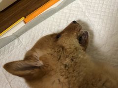 -致善宠物医院(体育路店)