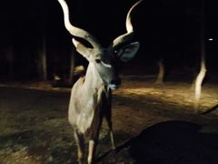 -清迈夜间动物园