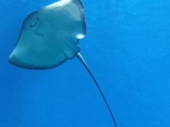 -珠海长隆海洋王国