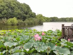 -上海市保健医疗中心