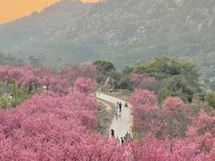-狐尾山公园