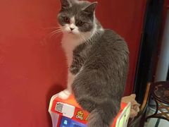 -猫色咖啡·猫咖