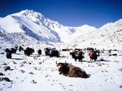 -金鼎雪山牦牛杂火锅(理县总店)