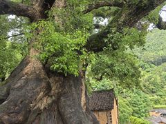 -杨家堂村