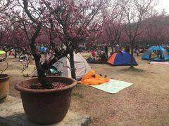 -秀丽东方