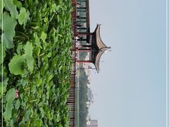 -莲花池公园