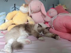 -宠福鑫康馨动物医院·骨科·眼科