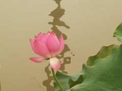 -稻香村鱼庄