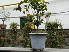 -礼耕堂·百年茶人餐厅(梅家坞店)