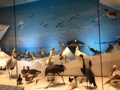 -贝林大翅鲸简餐厅(国家海洋博物馆店)