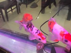 -福禄财东北菜(珠江帝景店)