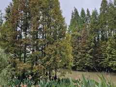 -桤木河湿地公园