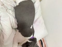 -纳吉亚猫专科动物诊疗中心(蒋宅口分院)
