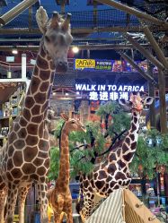 -卡通尼·Safari非洲探索乐园·生日会(金桥国际商业广场店)
