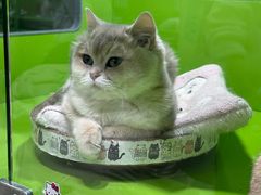 -唐小姐の猫狗洗护·购宠旗舰店(周浦万达店)