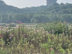-永定河休闲森林公园