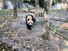 -中国大熊猫保护研究中心雅安碧峰峡基地