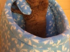 樊家宠物医院-樊家宠物医院