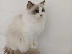 -喵的天空名猫咖啡馆·撸猫·猫舍·用品