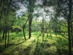 -森林公园(尖草坪区)