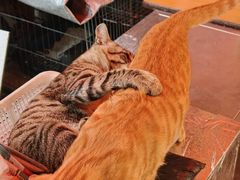 -颓记茶餐厅(美景总店)