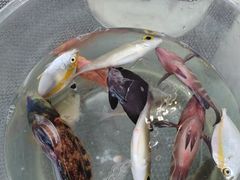 -小猫钓鱼海钓俱乐部(椰梦长廊店)