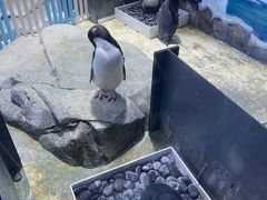 景点-上海海昌海洋公园