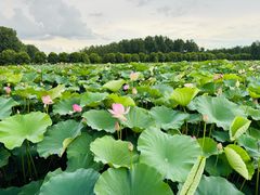 -渌洋湖湿地公园