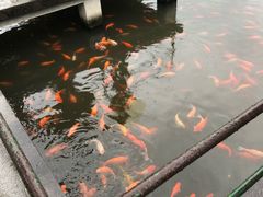 -西湖外事游船(花港观鱼码头)