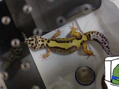 -酷以爬仙阁实体爬宠店·守宫·蜥蜴·专业繁育