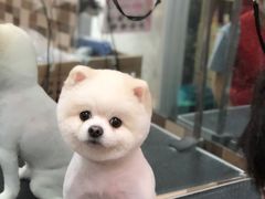 -酷迪宠物(赵登禹路店)