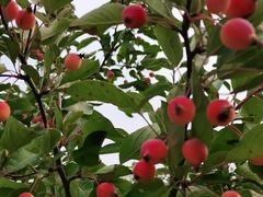 -永定河休闲森林公园