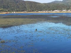 -腾冲北海湿地