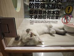 -屋虎猫馆(宝安大仟里店)