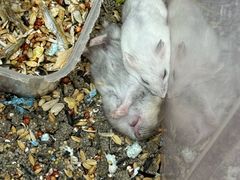 -溪岸路花鸟市场