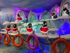 -帝企鹅自助餐厅•儿童岛•真企鹅(长隆企鹅酒店)