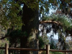 -天目山大树王景区